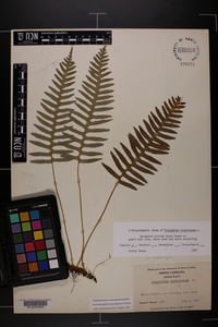 Polypodium appalachianum image