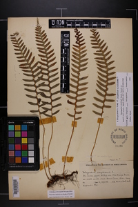 Polypodium appalachianum image