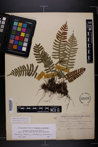 Polypodium appalachianum image