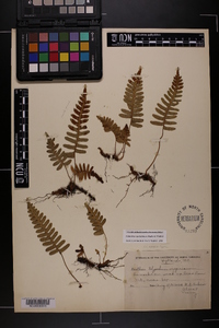 Polypodium appalachianum image