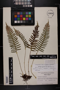 Polypodium appalachianum image