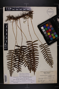 Polypodium appalachianum image