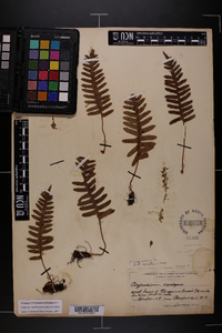 Polypodium appalachianum image