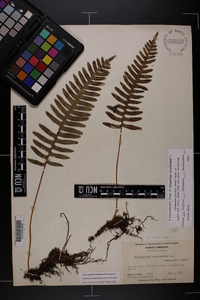 Polypodium appalachianum image