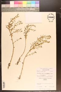 Gratiola ramosa image