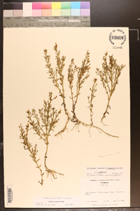 Gratiola ramosa image