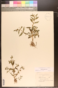 Gratiola neglecta image