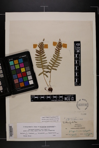 Polypodium appalachianum image