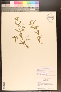 Gratiola virginiana image