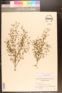 Gratiola neglecta image