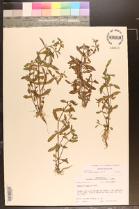 Gratiola virginiana image