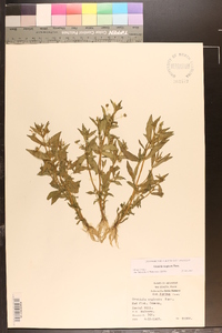 Gratiola neglecta image