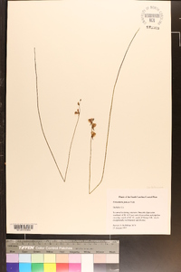 Utricularia juncea image