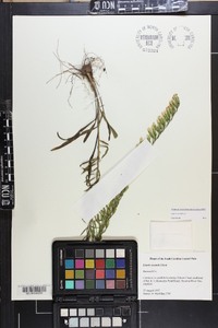 Liatris secunda image