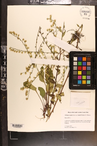 Solidago boottii image