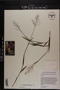 Dichanthelium erectifolium image