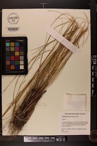 Aristida palustris image