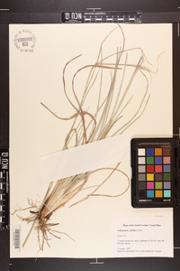 Andropogon capillipes image