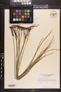 Juncus gymnocarpus image