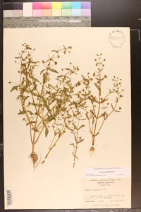 Gratiola neglecta image