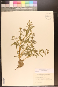 Gratiola neglecta image