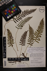 Polypodium appalachianum image