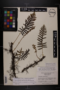 Polypodium appalachianum image