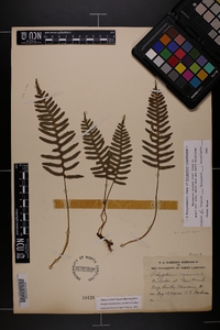 Polypodium appalachianum image