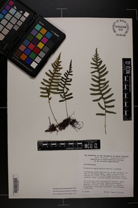 Polypodium appalachianum image