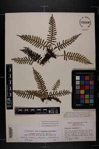 Polypodium appalachianum image