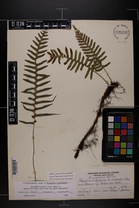 Polypodium appalachianum image