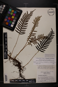 Polypodium appalachianum image