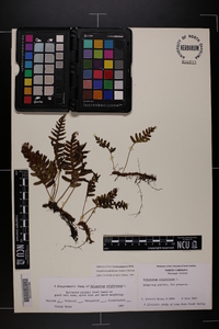 Polypodium appalachianum image