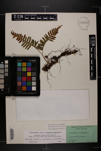 Polypodium appalachianum image