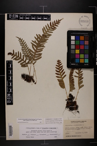 Polypodium appalachianum image