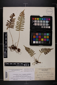 Polypodium appalachianum image