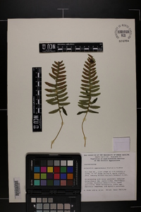 Polypodium appalachianum image