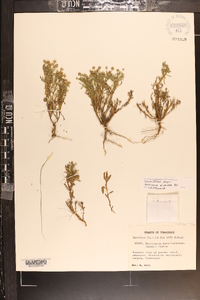 Matricaria discoidea image