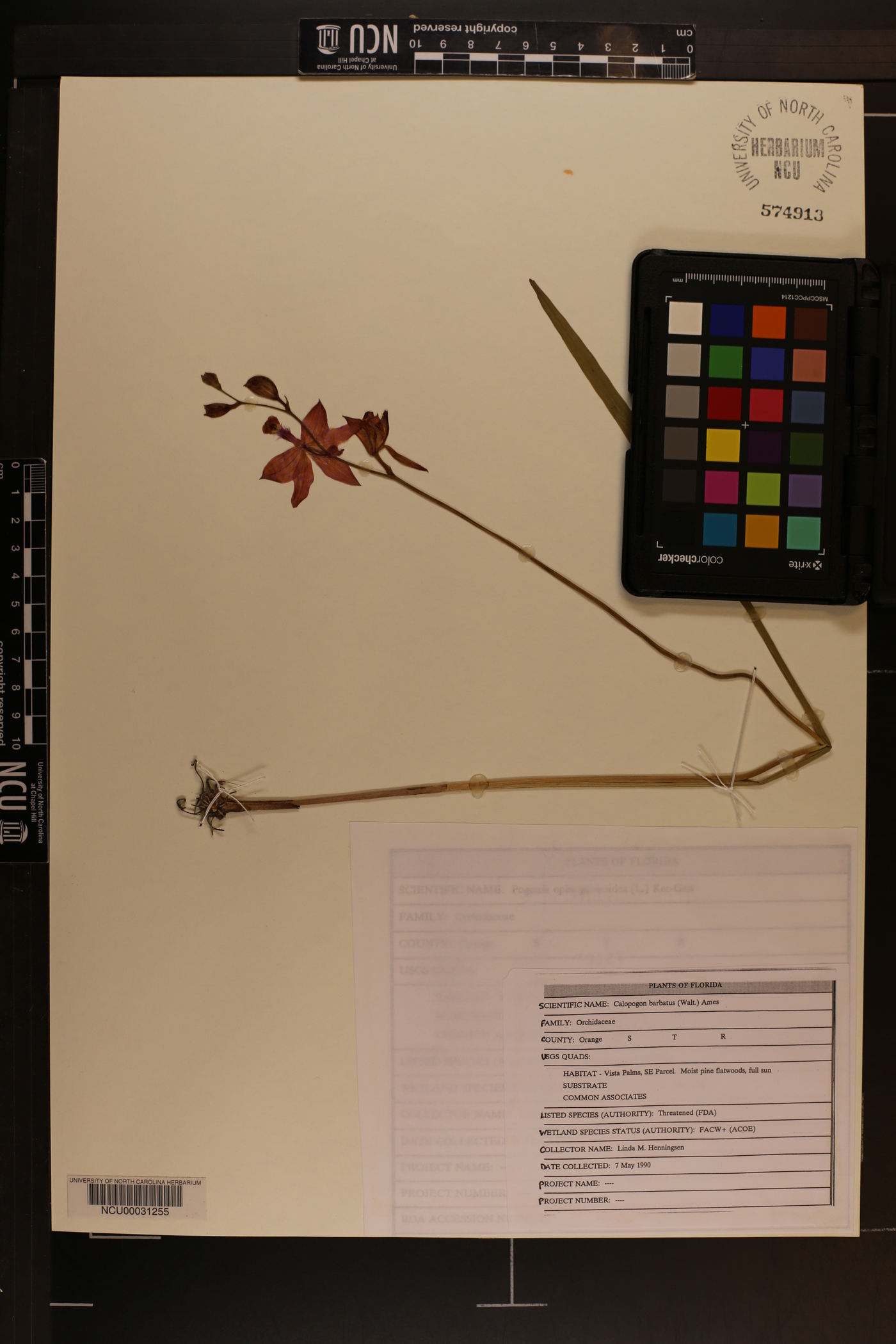 Calopogon barbatus image