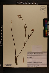 Pogonia ophioglossoides image