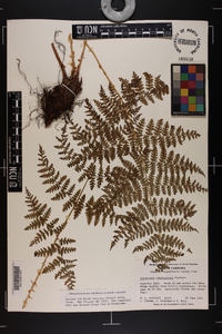 Dryopteris campyloptera image