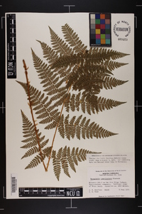 Dryopteris campyloptera image