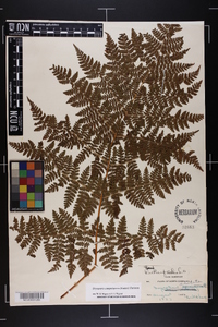 Dryopteris campyloptera image