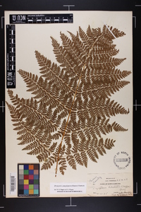 Dryopteris campyloptera image