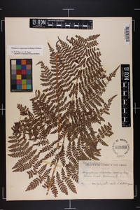 Dryopteris campyloptera image