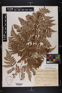 Dryopteris campyloptera image