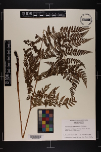 Dryopteris campyloptera image