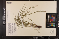 Scleria reticularis image