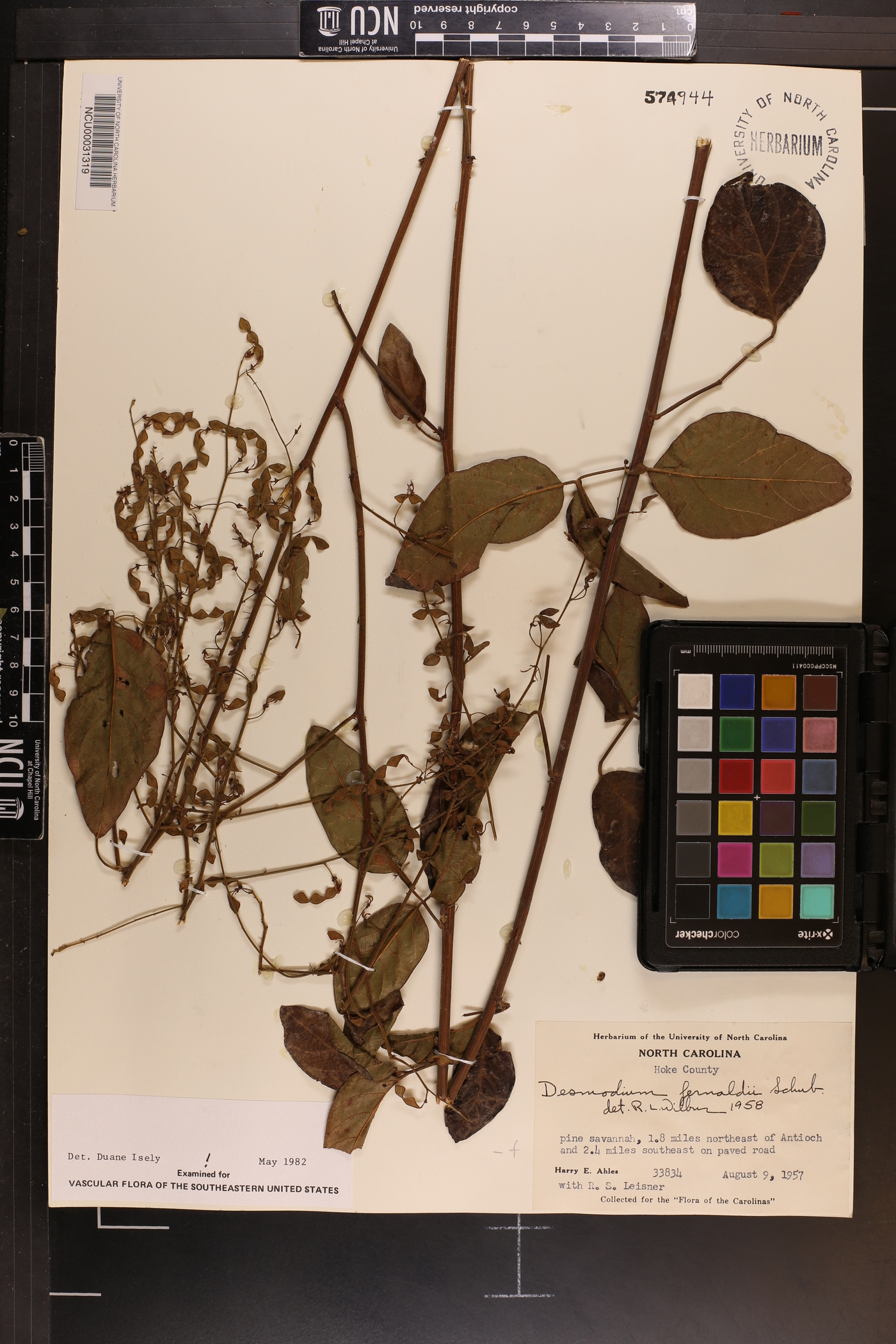 Desmodium fernaldii image