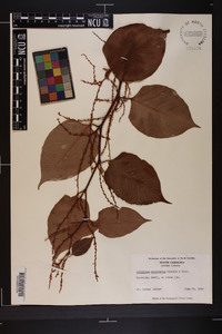 Reynoutria japonica image